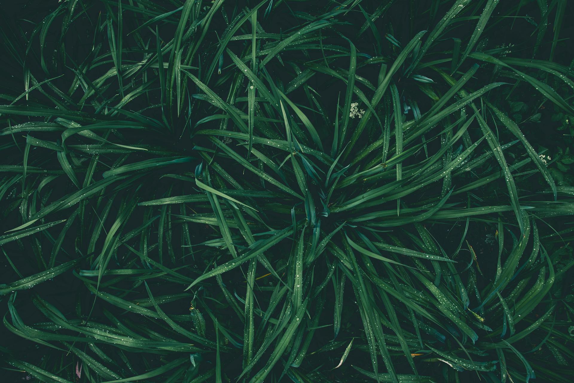 lawn