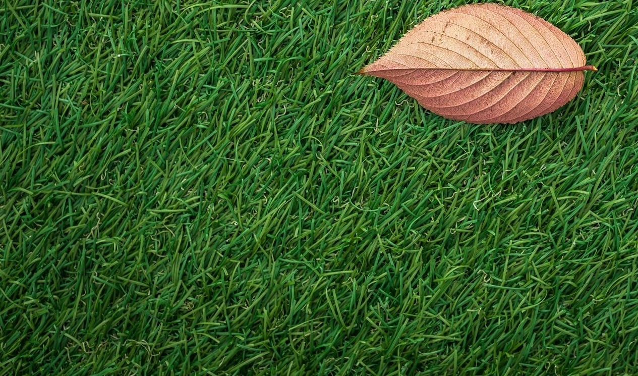leaf